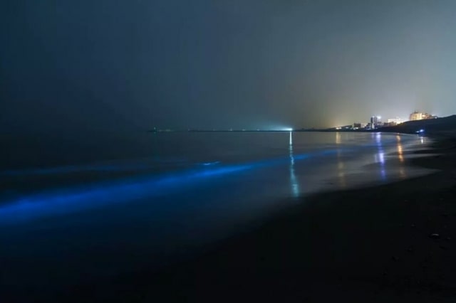 夜光虫